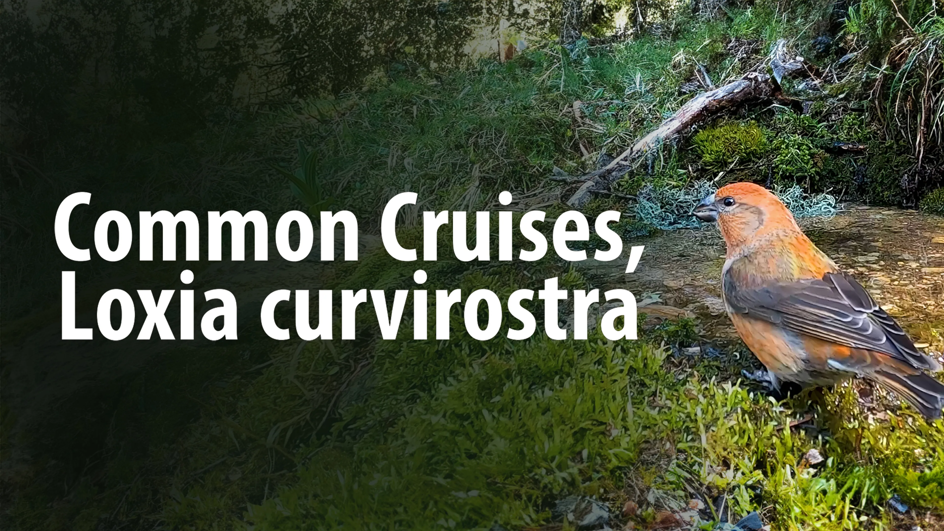 Common Cruises: Loxia Curvirostra poster